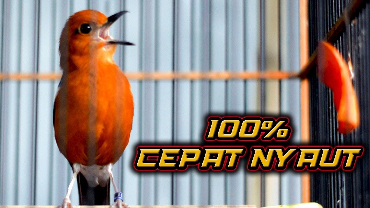 ANIS MERAH GACOR, PANCINGAN LANGSUNG BIKIN GACOR