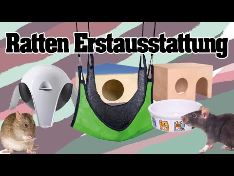 Video: So wählen Sie den perfekten Rattenkäfig aus und richten ihn ein