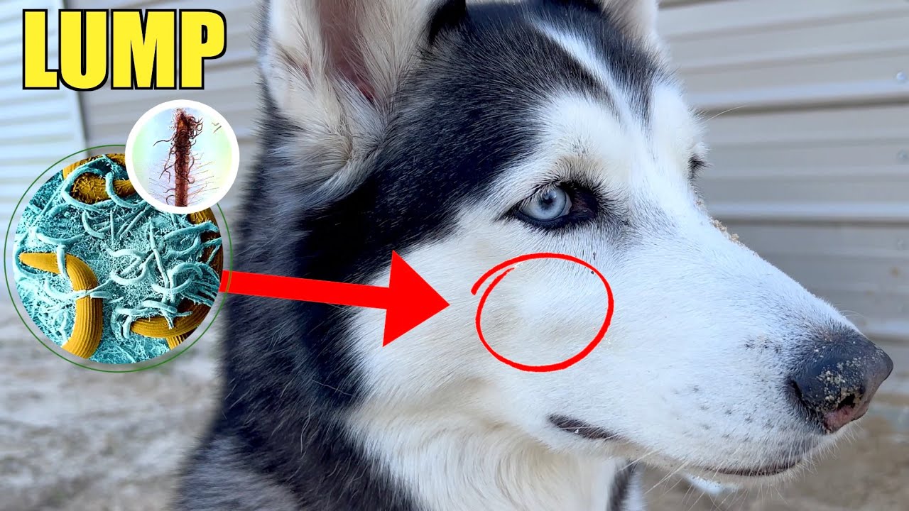 Does My Husky Have Cancer?! YouTube