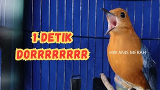 Anis Merah Gacor Merangsang Bunyi Dan Emosi || HW ANIS MERAH 