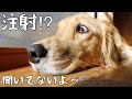 【大型犬1歳のいる生活#23】狂犬病ワクチン接種したドキドキの1日
