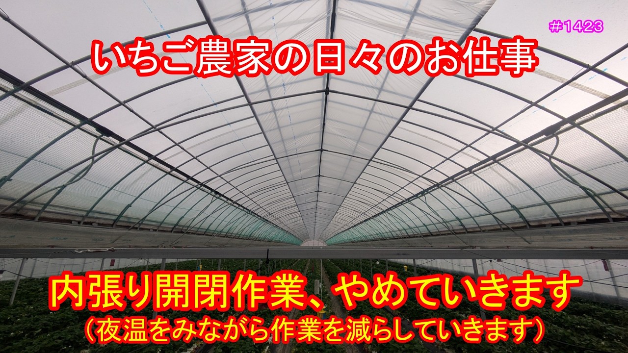 内張り開閉作業、やめていきます（夜温をみながら作業を減らしていきます）　いちご農家の日々のお仕事　＃１４２３