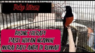 PANCINGAN MURAI BATU AGAR EMOSI DAN GACOR ,COBA TEST PAKE EKOR HITAM !! AUTO NGAMUK