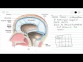 Cranial Meninges