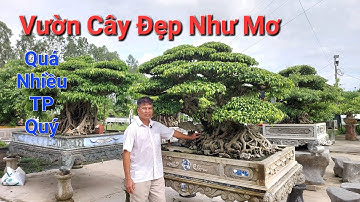 Anh TUẤN CHÈ có được GIÀN CÂY QUÝ này thì phải ghi nhận TẦM NHÌN & CÁCH ĐẦU TƯ đúng đắn của anh .