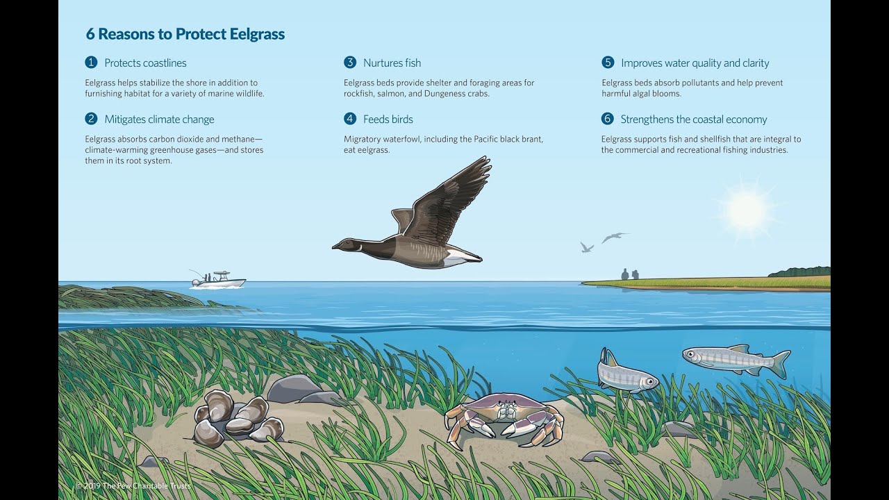 What Ecosystem Services Does Eelgrass Provide?