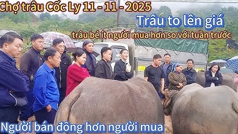 Giá trâu tăng cao trong ngày 11 tháng 11 năm 2025 tại chợ trâu Cốc Ly 🐂🐂🐂