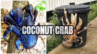 Coconut Crab 🦀 The Giant That Rules the Islands
