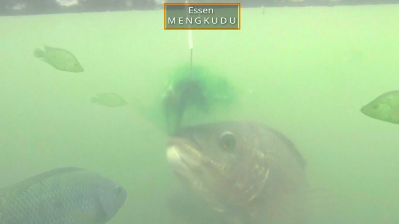 ESSEN YANG MEMBUAT UMPAN GACOR || TES UMPAN LUMUT DENGAN ESSEN ALAMI : MENGKUDU / PACE