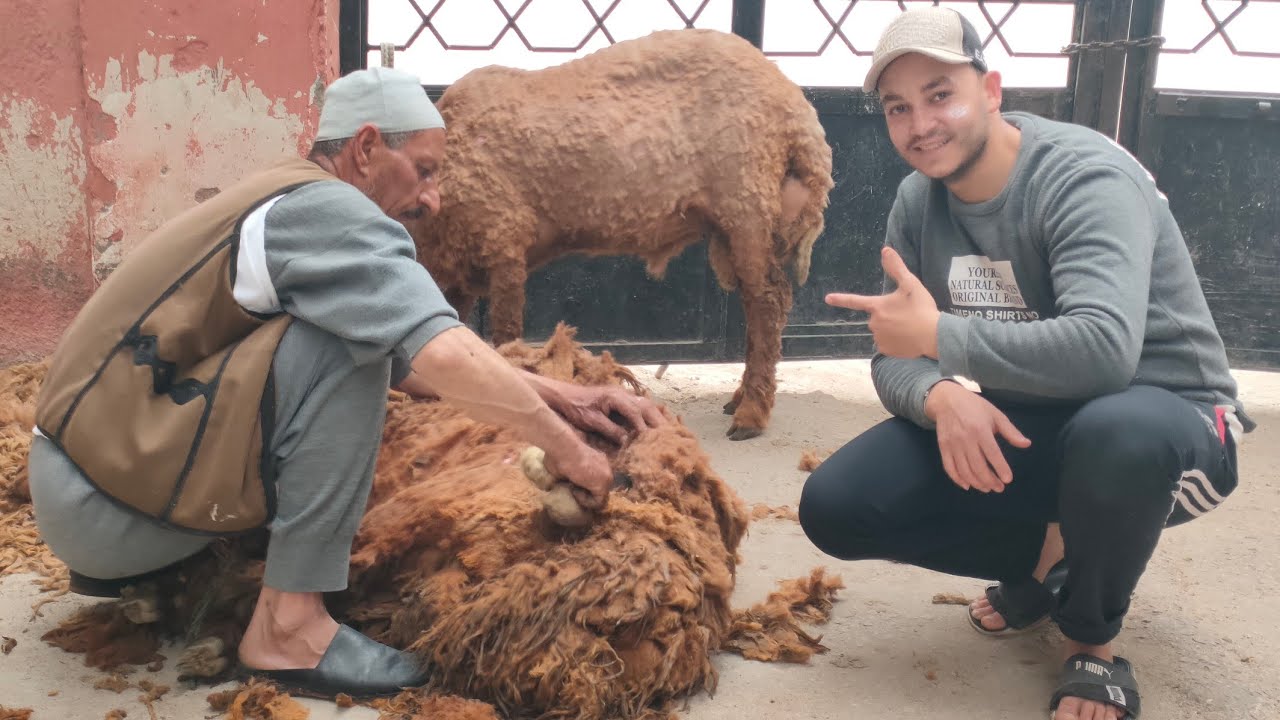 خد النصيحة من اهل الخبره علاج اللكمه والانتفاخ فى مشروع تسمين الخرفان مع قص صوف الأغنام والخرفان