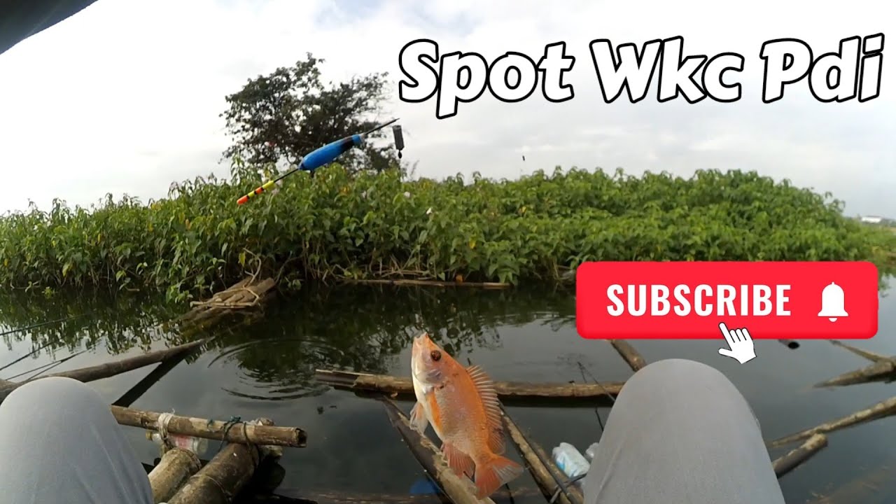 🔴MANCING LAGI SPOT PULAU PDI WKC ❗