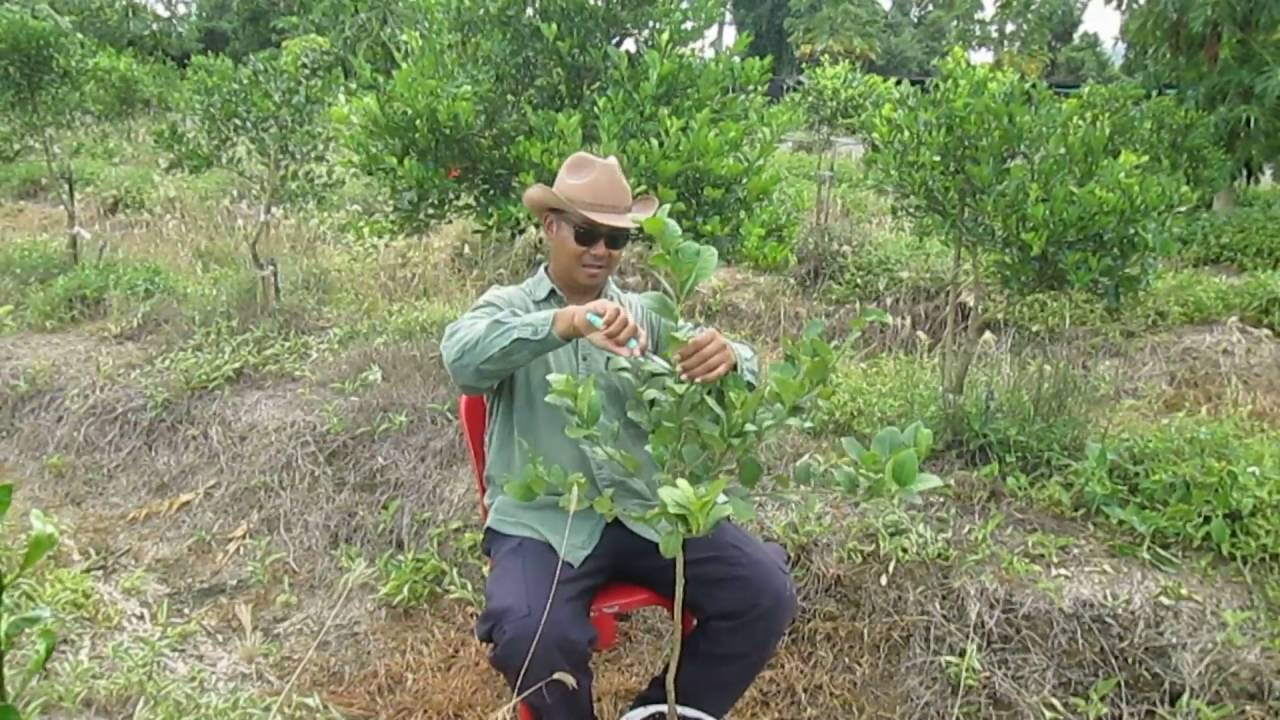 คลิปเด็ดเคล็ดเกษตร-การตัดแต่งทรงพุ่มขั้นต้น 2 (การตัดแต่งมะนาว 3 ระดับ)