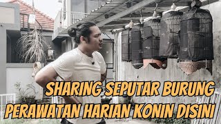 Download Lagu BERBAGI TIPS RAWATAN KONIN DI RUMAH SAYA‼️ #kicauvlogbali  #dewatasamudra  #kicauvlogbaliepisode103 MP3