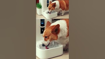 LALAHOME DailyFresh RealFountain   Optimal Water Solution For Your Pet