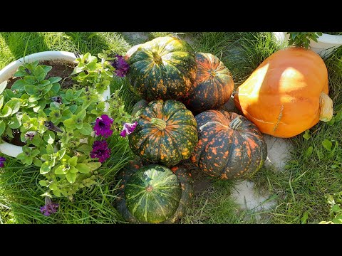 Собираю урожай моркови🥕репы☘и тыквы #деладачные
