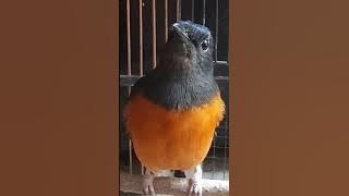 SUARA MURAI BETINA PINGIN KAWIN,manggil pejantan..