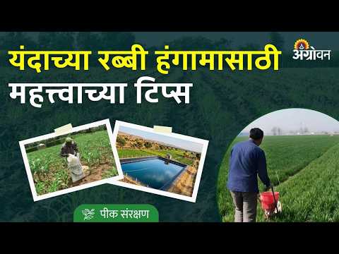 Rabi Season Tips: एल निनोच्या काळात रब्बी हंगामात कोणते नियम पाळावेत? | Agrowon