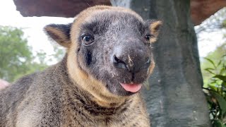 World Tree Kangaroo Day 2023