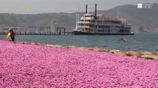 琵琶湖岸でシバザクラ満開