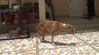 Myoclonus in a stray dog, due to survival of Distemper