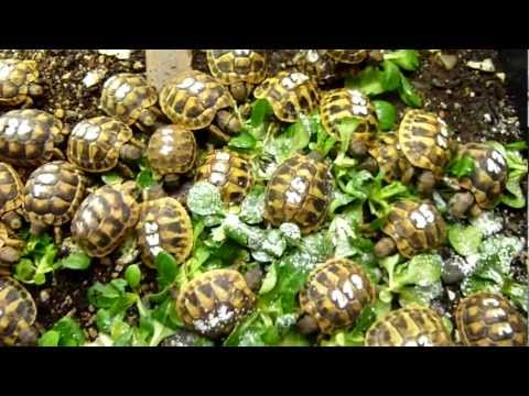 Video: Želvy červené: Péče A údržba