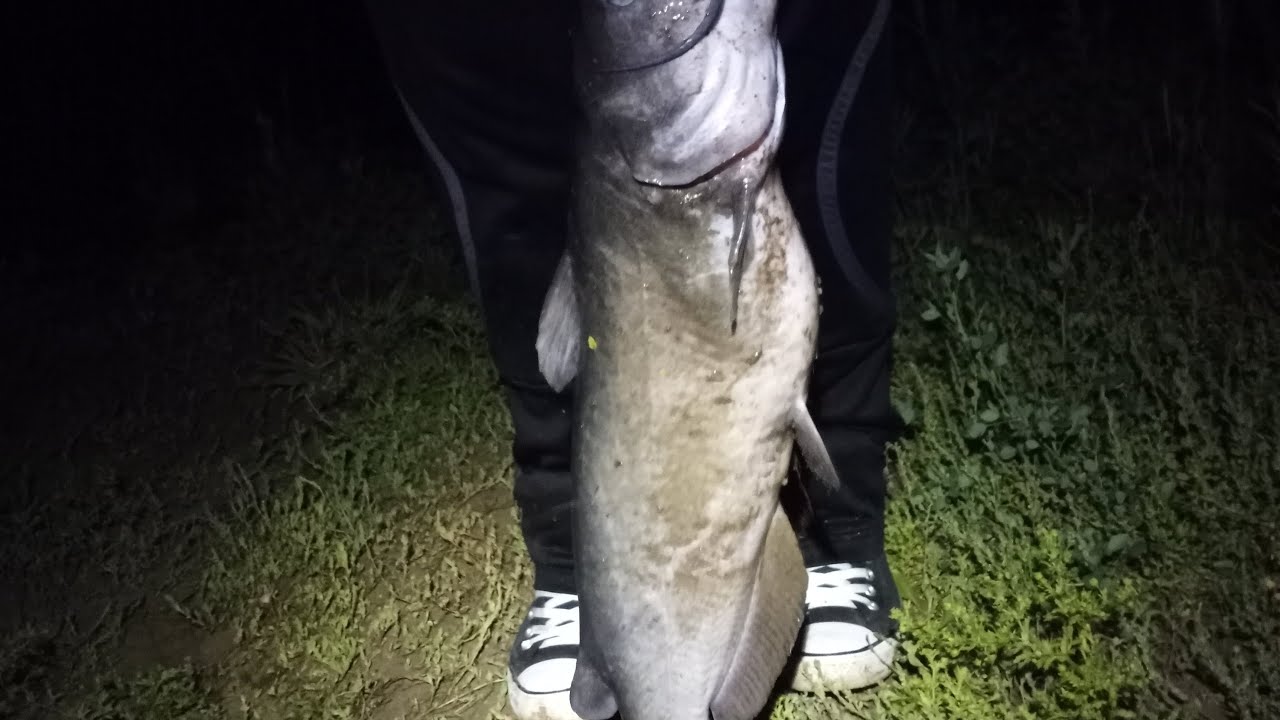Night Fishing For Catfish YouTube
