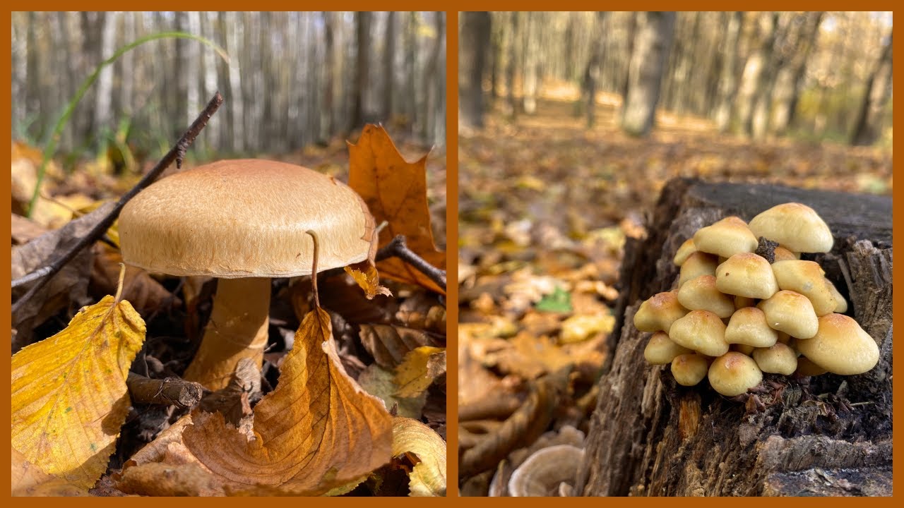 Очень много разных рядов и других грибов.