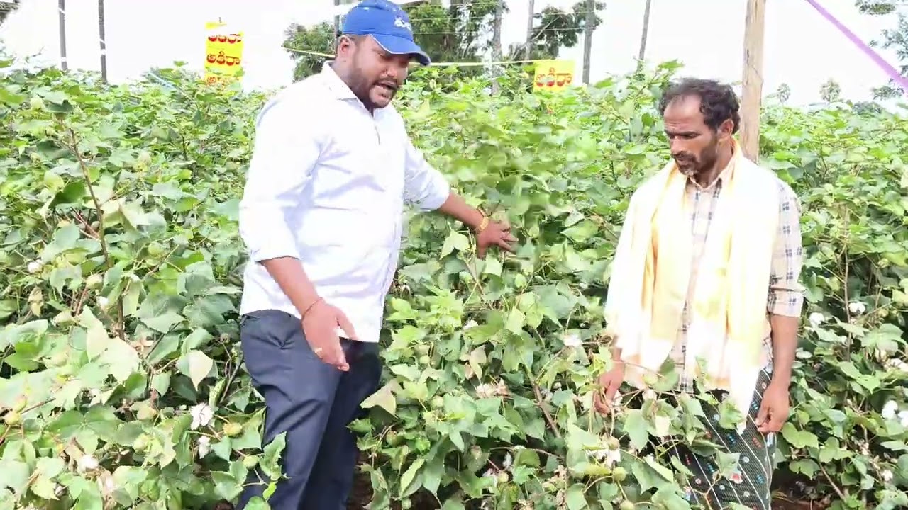 Tulasi seeds akira BGII 1️⃣7️⃣1️⃣