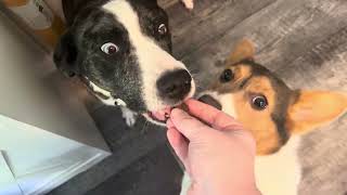 Review of Petsology Hemp Calming Chews for Dogs