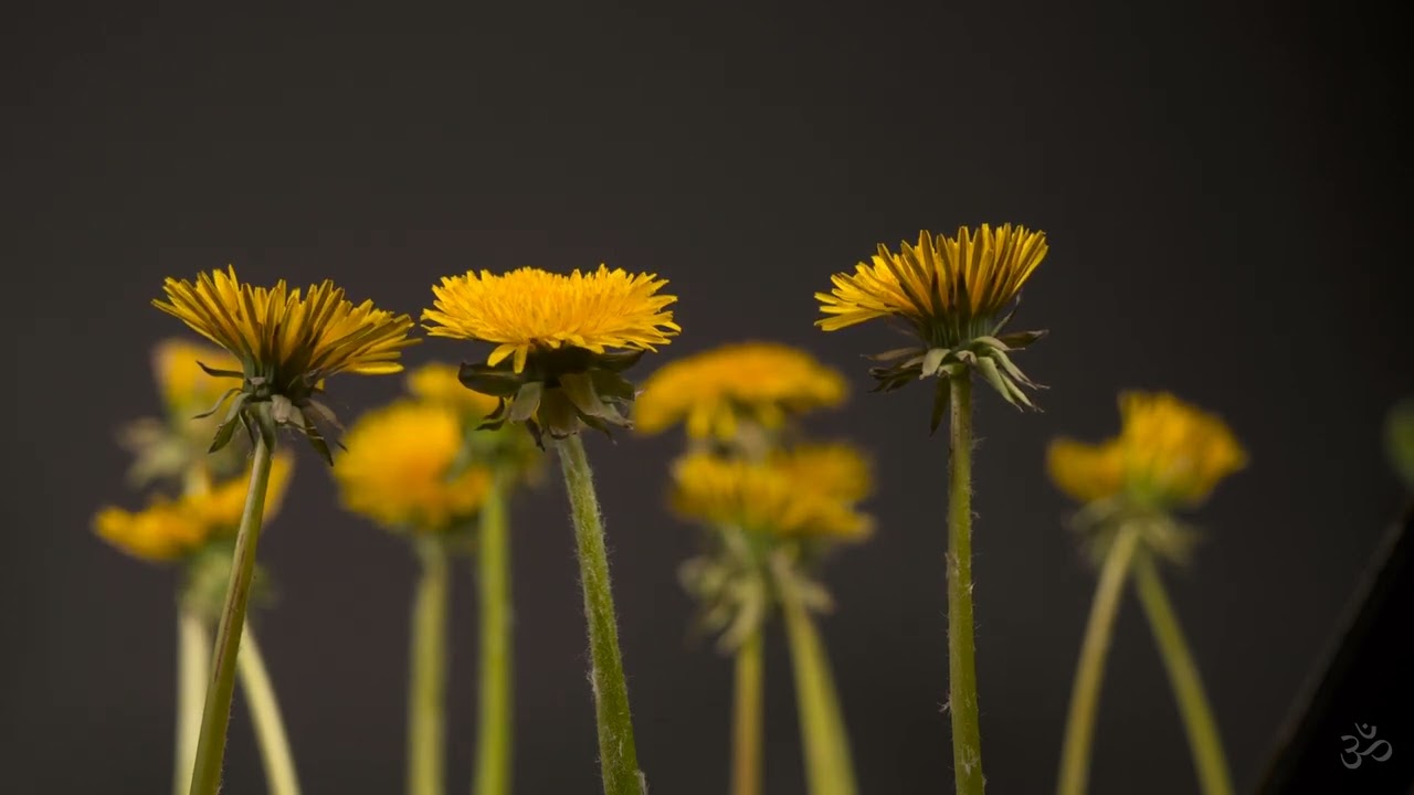 Chillout Relaxing Music I Ambient Lounge Smoothing Meditation Маrgа Sоl Wе Mееt Аgаin  I432 Hz