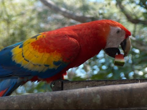 Video: Ground Zero Für In Copan, Honduras - Matador Network