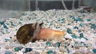 Cone Snail Eating Fish