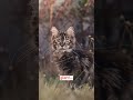 You Won’t Believe How Friendly These 3 Cats Are