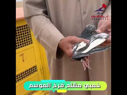 حمام لوت ولون6 في مزاد احداث الهوايه على الانستغرام