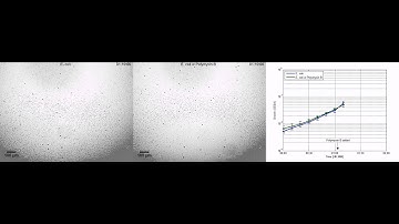 Rapid antimicrobial susceptibility testing of E. coli