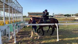 Yearlings going through the practise barriers Racehorses