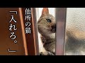 侵入を試みる赤首輪の並々ならぬ執念に腰がひける居候の猫