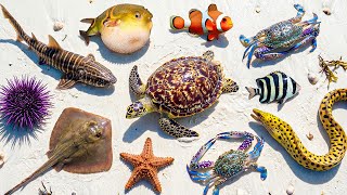🌊 Ocean Foraging 🐢 Sea Turtle 🦈 Epaulette Shark 🐍 Eel 🦔 Purple Sea Urchin 🐠 Clownfish 🦀Strange Crabs
