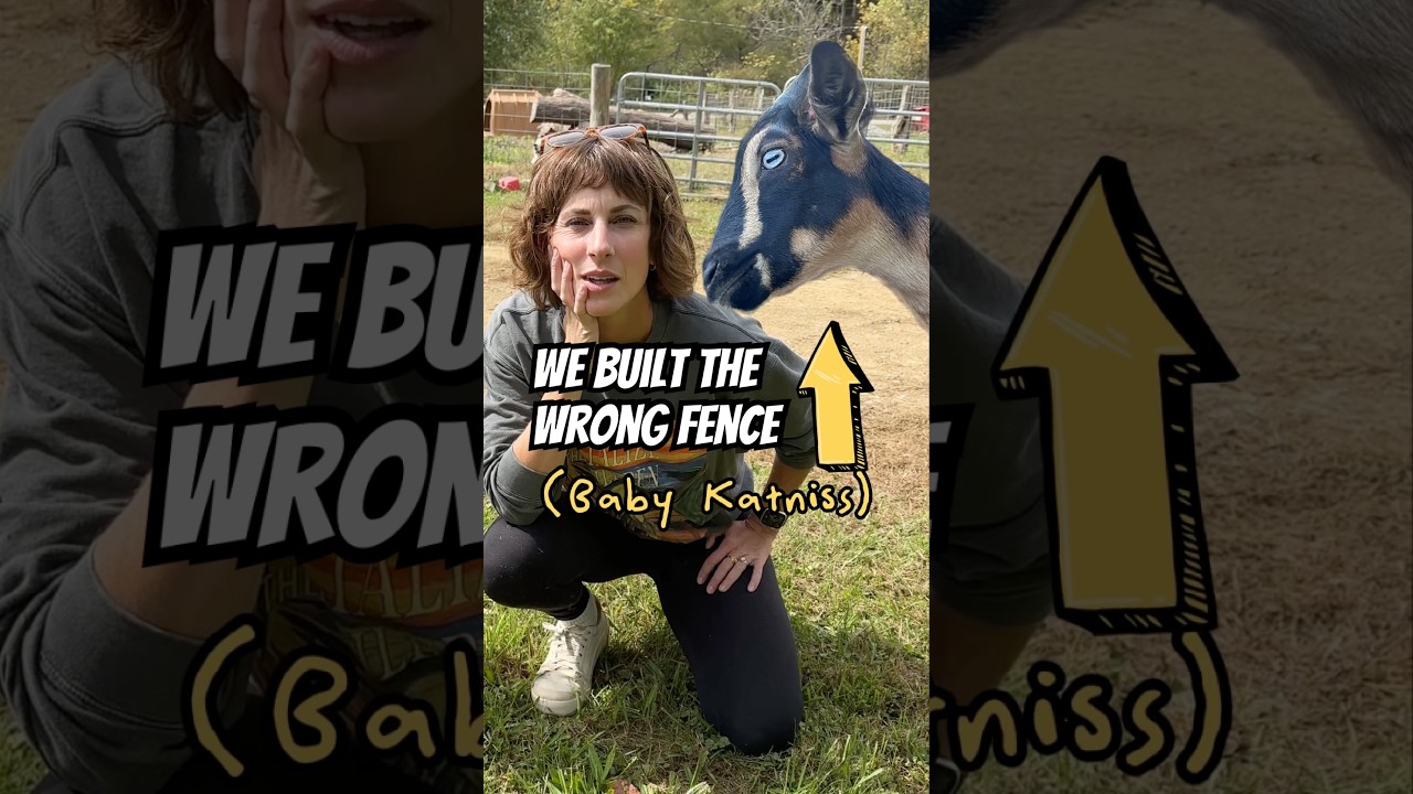 Почему наше ограждение не работает (обновление Goat Chaos)