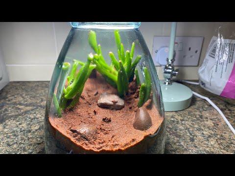 artificial succulent Artificial Green Succulents Simulation Plants Terrarium