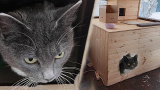 картинка: В наш тёплый домик заселились уличные кошки.