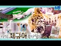 👶🏻아기 재규어 육아일기 6탄🐆 [KBS대/세/남 With Animals] / KBS 방송