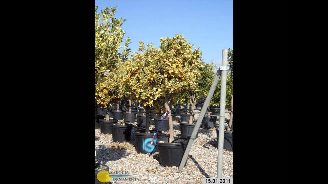 Calamondin or Panama Orange