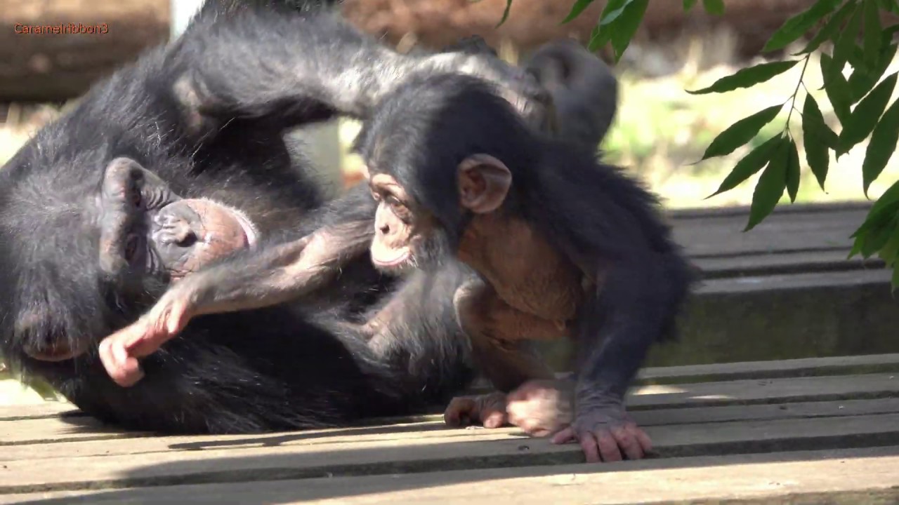 Mar 2020 Tama zoo chimps #1.1 Gin Morning Display