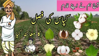 Management of insect pest in early cotton how to Control cotton thrip|Malik Agriculture Farms