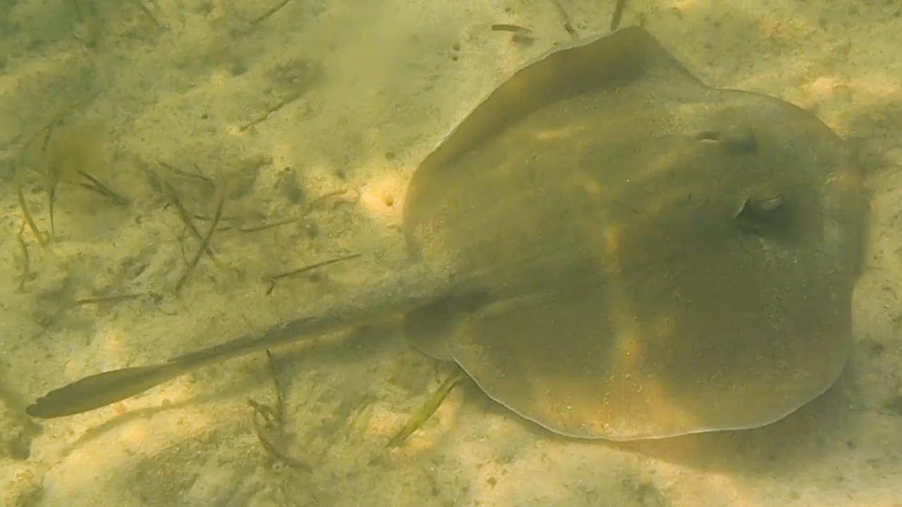 AwA Common Stingarees (Stingrays) (Trygonoptera Testacea)