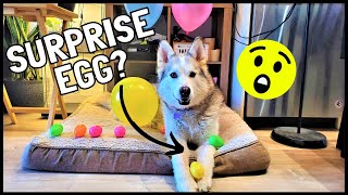 Husky Goes On Her FIRST Surprise Easter Egg Hunt! (She Has A Meltdown) 😲🥚🐰