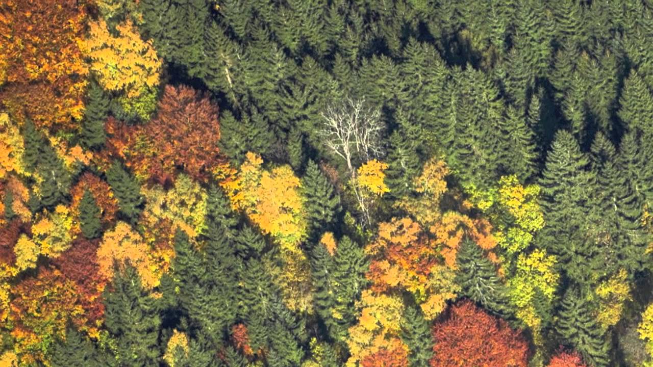 Wolfgang Puschnig "For the Love of It" Teaser