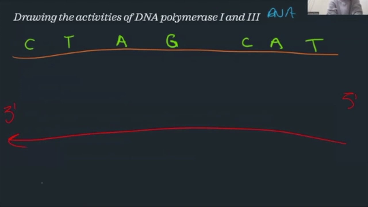 Tricky Topics: Bacterial DNA Replication and Elongation