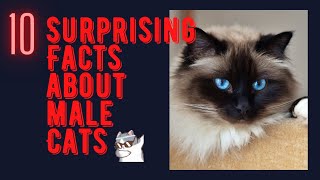 10 surprising facts about male cats with male versus female cats video in 2023
